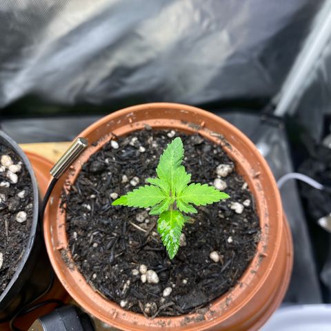 Maria #1 growlog timeline photo