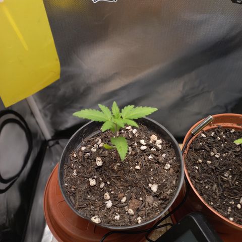 Joana #2 growlog timeline photo
