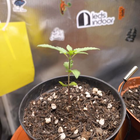 Joana #2 growlog timeline photo