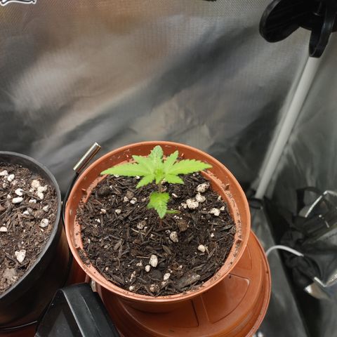 Maria #1 growlog timeline photo