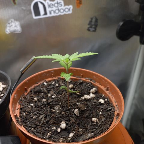 Maria #1 growlog timeline photo