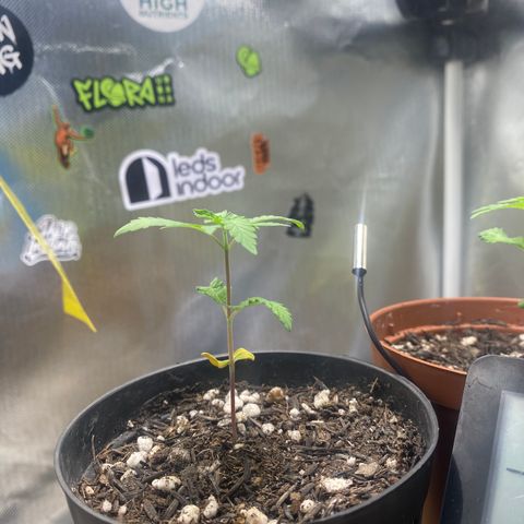 Joana #2 growlog timeline photo