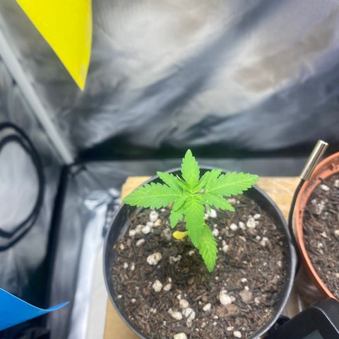 Joana #2 growlog timeline photo