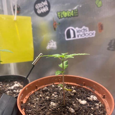 Maria #1 growlog timeline photo