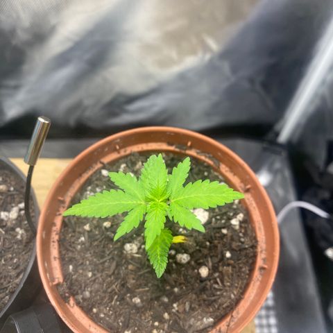 Maria #1 growlog timeline photo