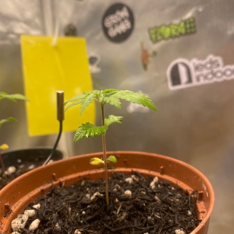 Maria #1 growlog timeline photo
