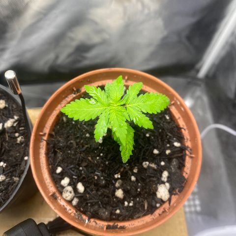 Maria #1 growlog timeline photo