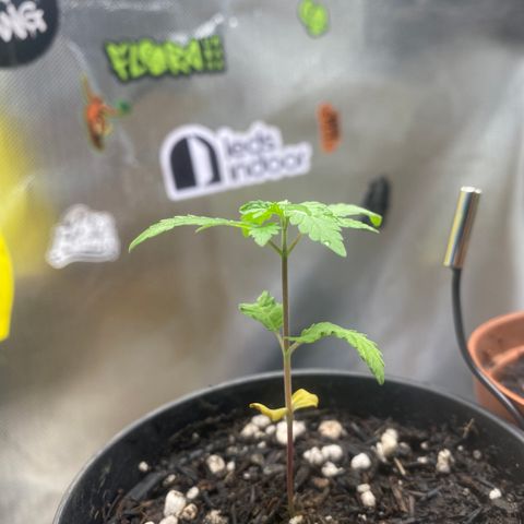 Joana #2 growlog timeline photo
