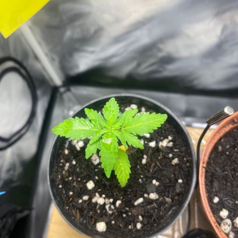 Joana #2 growlog timeline photo