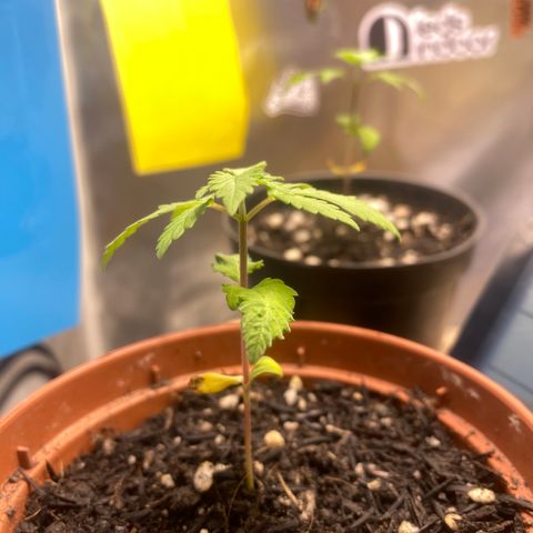 Maria #1 growlog timeline photo