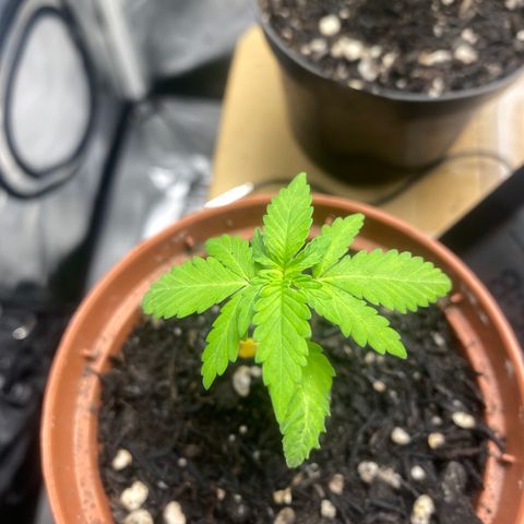Maria #1 growlog timeline photo