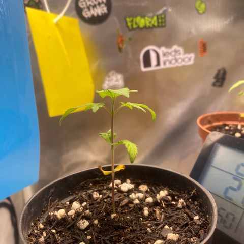Joana #2 growlog timeline photo