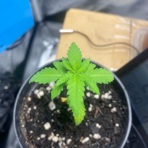 Joana #2 growlog timeline photo