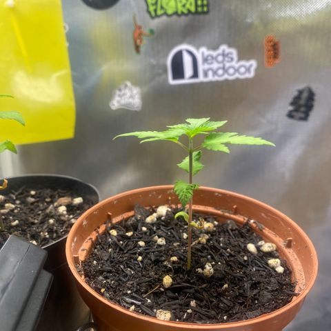 Maria #1 growlog timeline photo