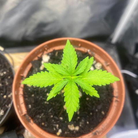 Maria #1 growlog timeline photo