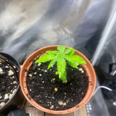Maria #1 growlog timeline photo