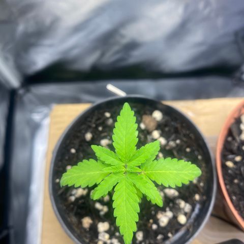 Joana #2 growlog timeline photo