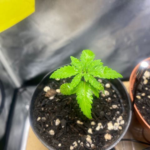 Joana #2 growlog timeline photo