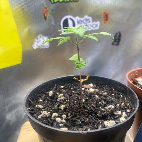 Joana #2 growlog timeline photo