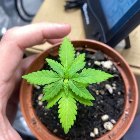 Maria #1 growlog timeline photo