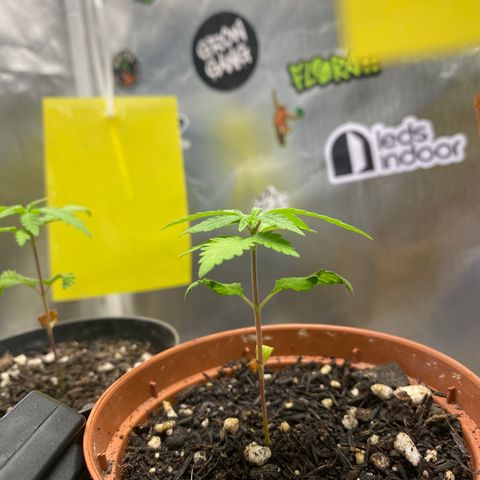 Maria #1 growlog timeline photo
