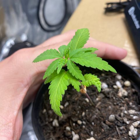 Joana #2 growlog timeline photo