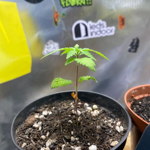 Joana #2 growlog timeline photo