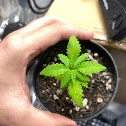 Joana #2 growlog timeline photo
