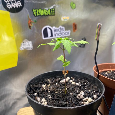 Joana #2 growlog timeline photo