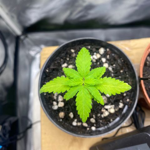 Joana #2 growlog timeline photo
