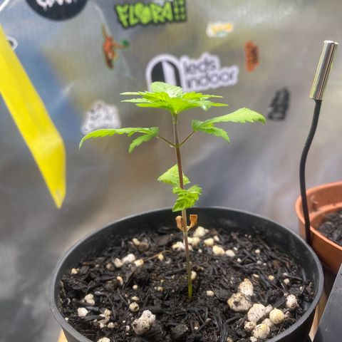 Joana #2 growlog timeline photo