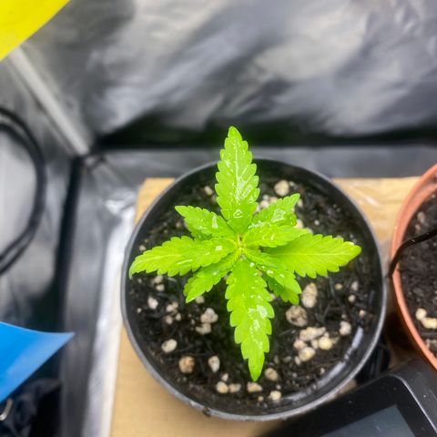 Joana #2 growlog timeline photo