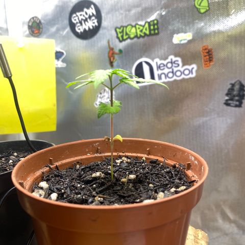 Maria #1 growlog timeline photo