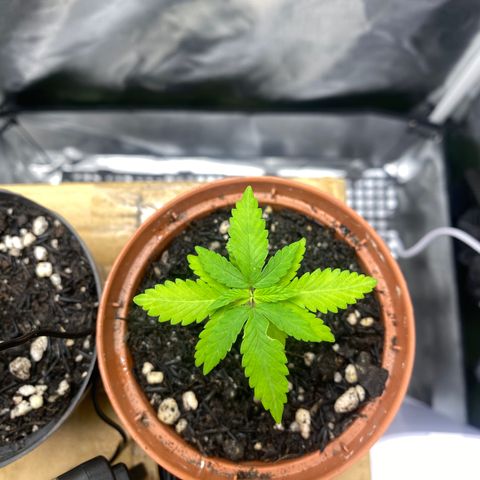 Maria #1 growlog timeline photo