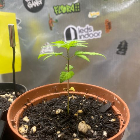 Maria #1 growlog timeline photo