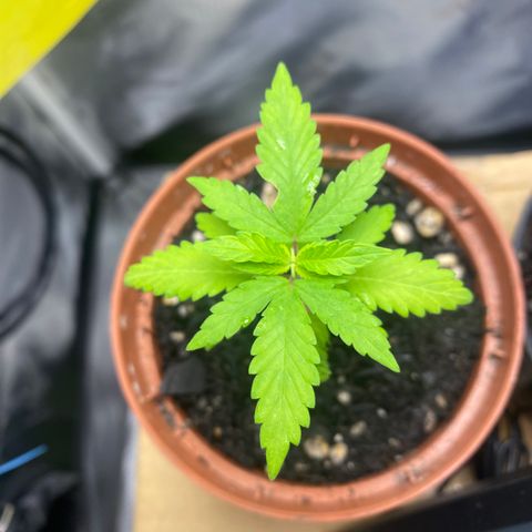 Maria #1 growlog timeline photo
