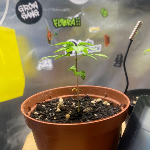 Maria #1 growlog timeline photo