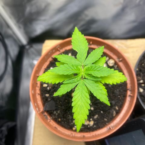 Maria #1 growlog timeline photo