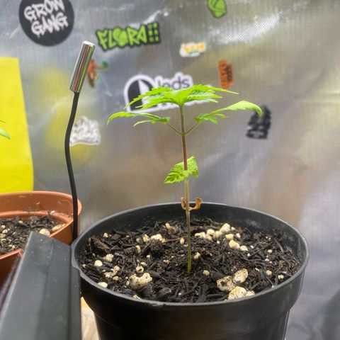 Joana #2 growlog timeline photo