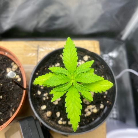 Joana #2 growlog timeline photo