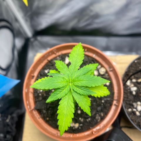 Maria #1 growlog timeline photo