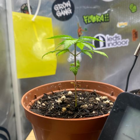 Maria #1 growlog timeline photo