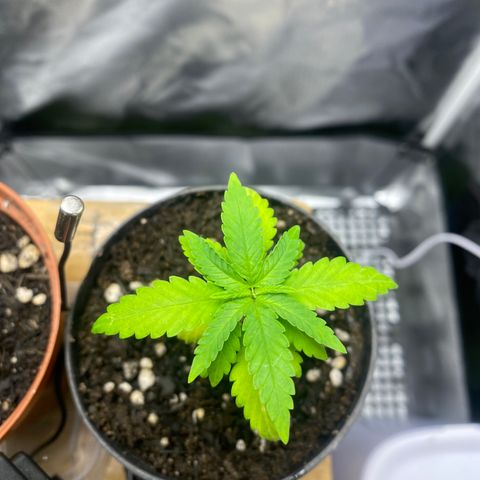 Joana #2 growlog timeline photo