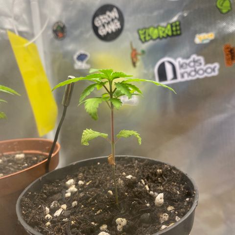 Joana #2 growlog timeline photo