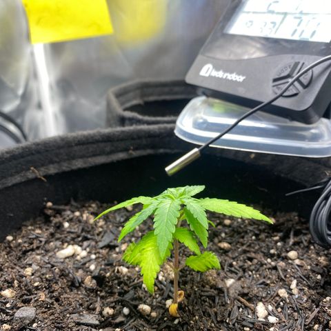 Maria #1 growlog timeline photo