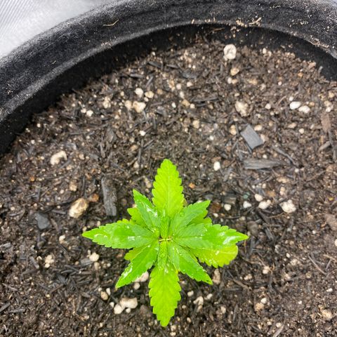 Joana #2 growlog timeline photo