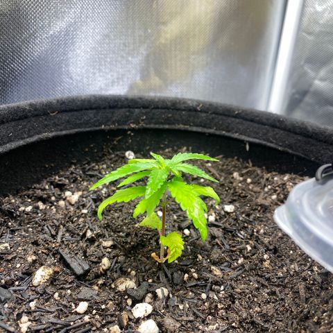 Joana #2 growlog timeline photo