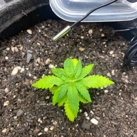 Maria #1 growlog timeline photo