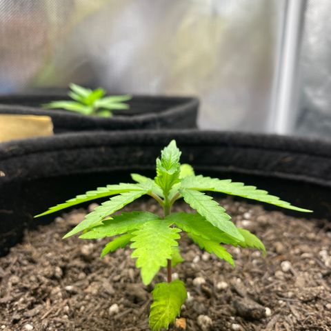 Maria #1 growlog timeline photo