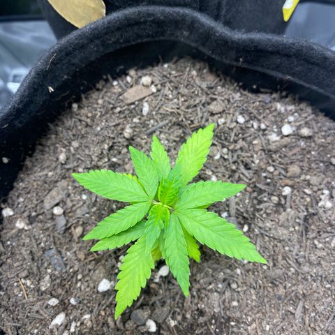 Maria #1 growlog timeline photo